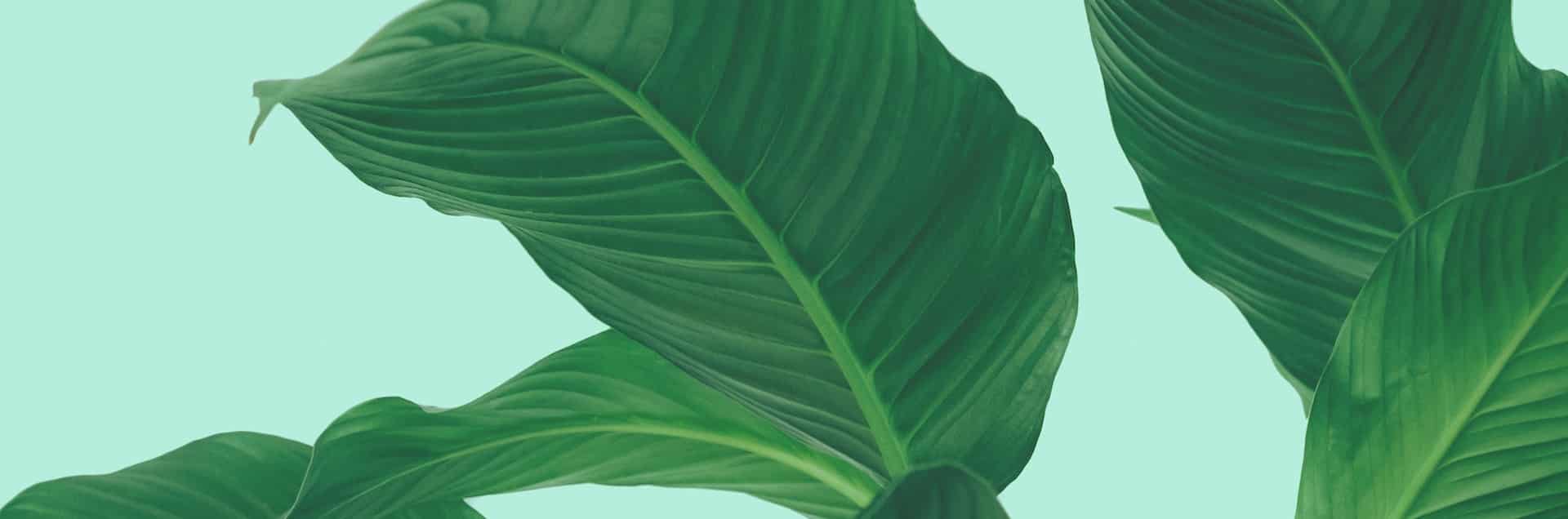 ISO 9001artikel procesorganisatie ISOplus